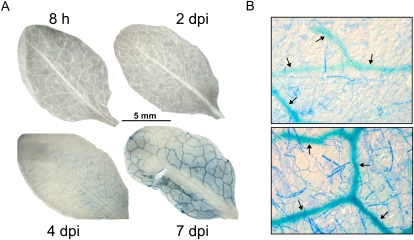 Figure 6.