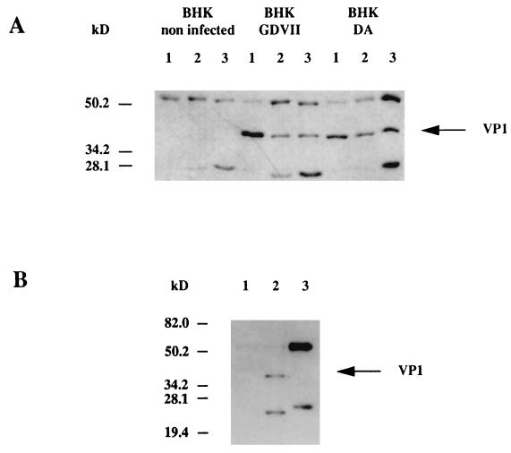 FIG. 5