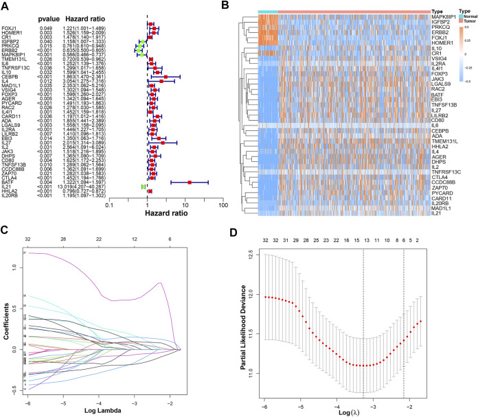 T Cell Proliferation-related Genes: Predicting Prognosis, Identifying 