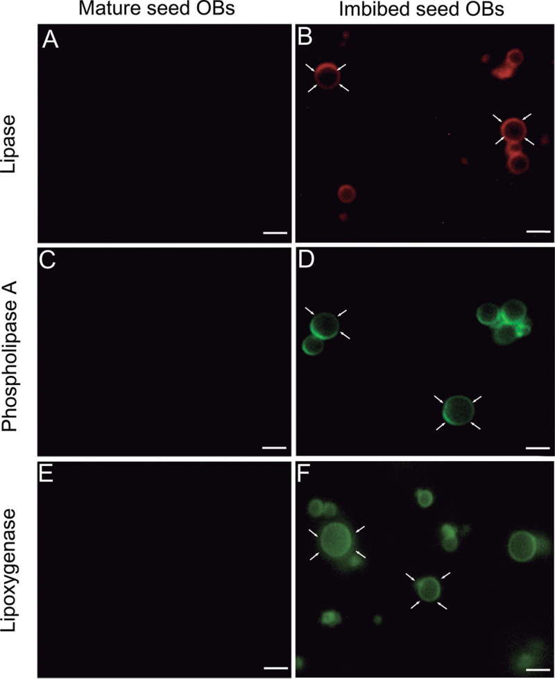 Fig. 8.