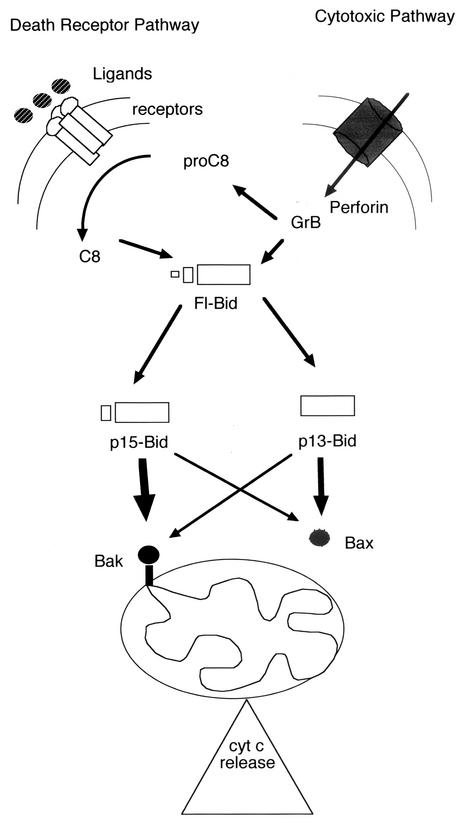 FIG. 9.