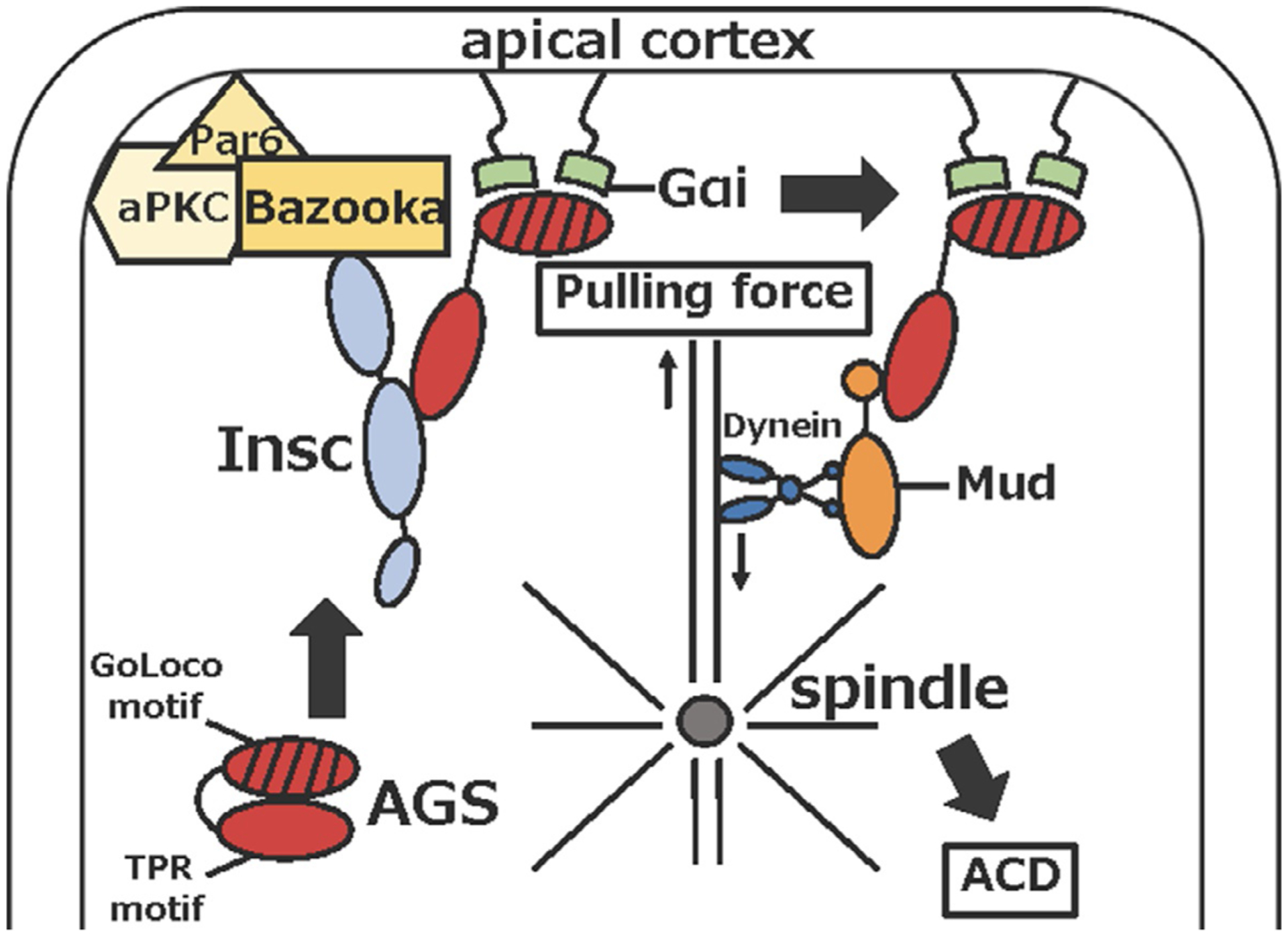 Fig. 3