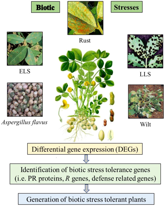 Figure 1