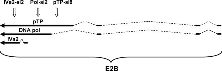 Supplementary Figure 1