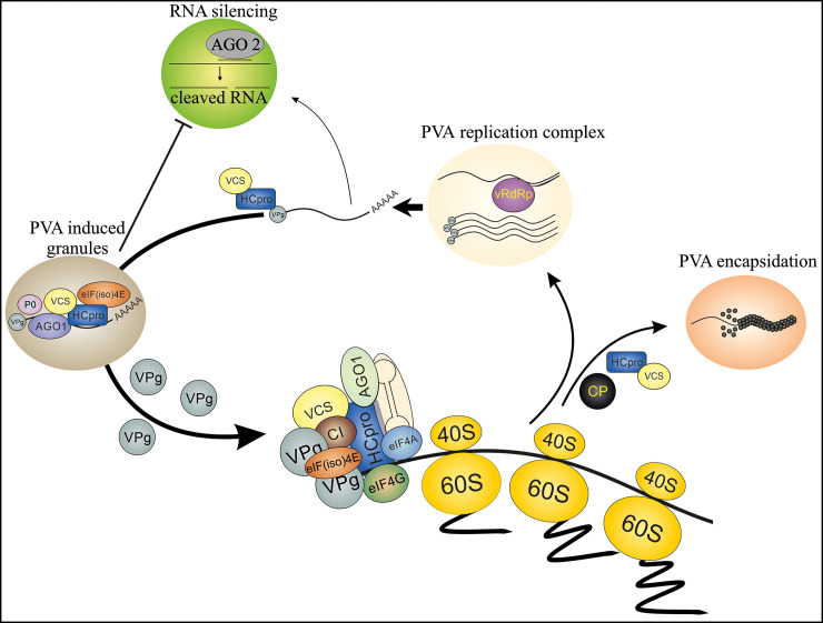 Fig 10