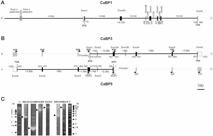 Fig.2