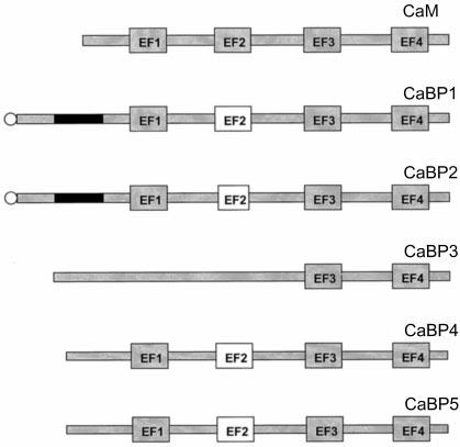 Fig. 11