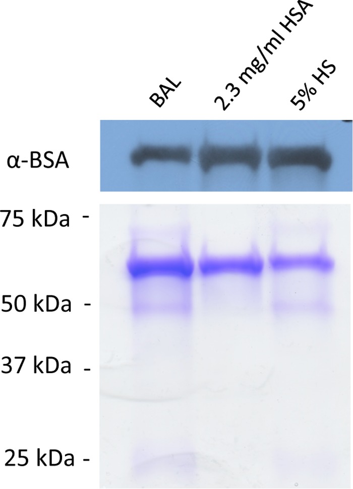 FIG 11