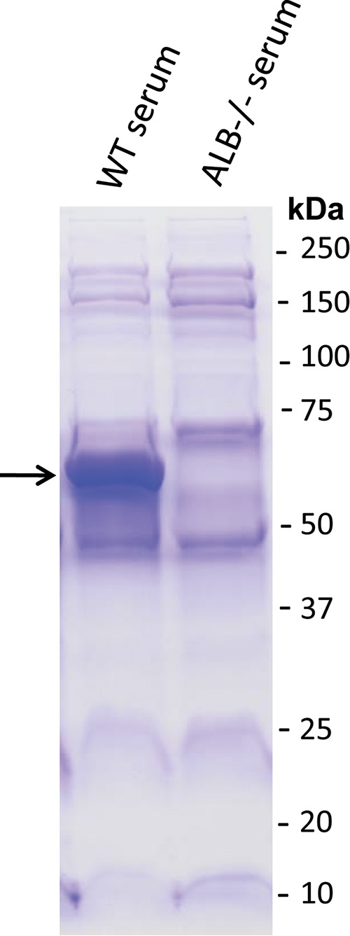 FIG 6