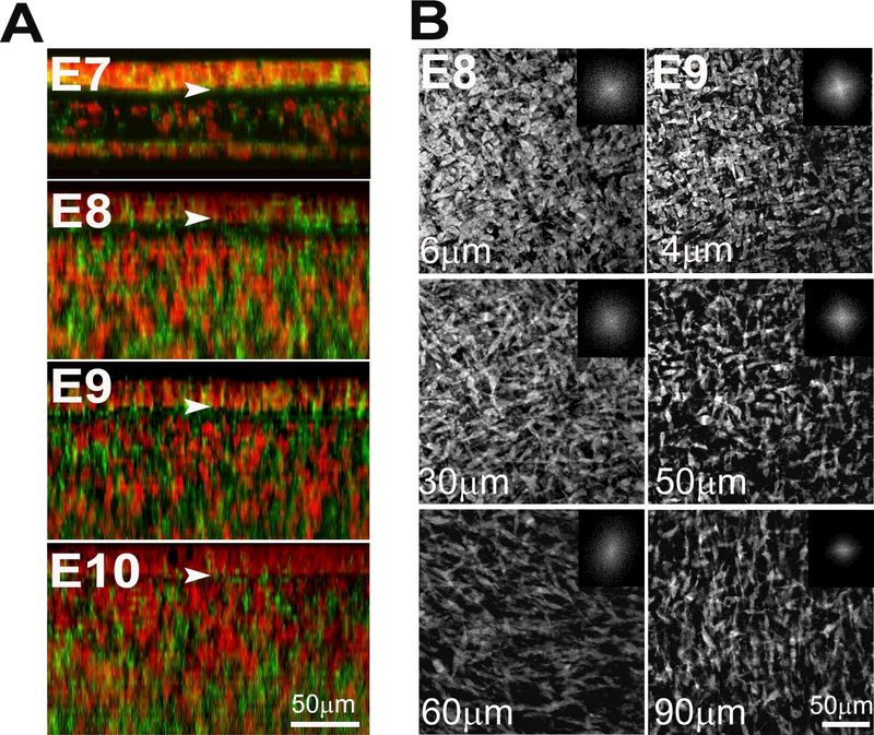 Figure 4: