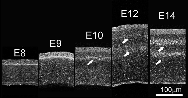 Figure 7: