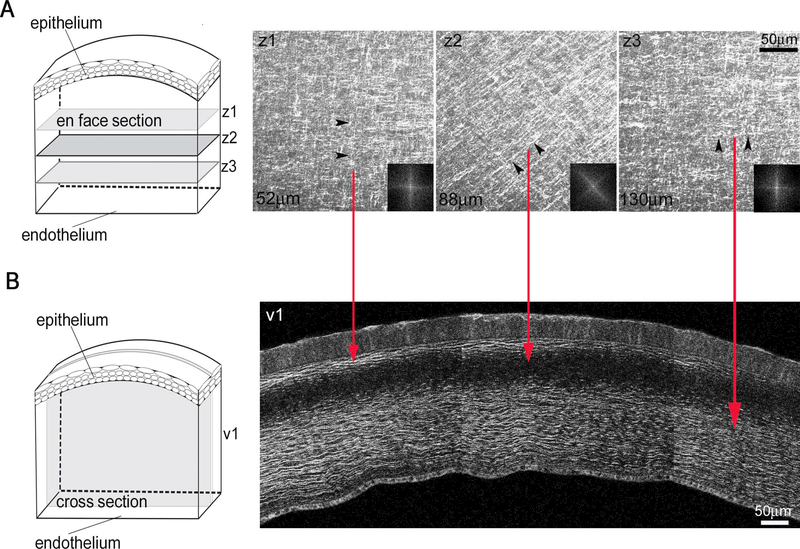 Figure 10: