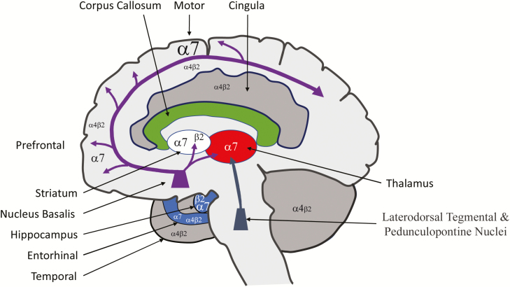 Nicotinic Acetylcholine Receptor Agonists For The Treatment Of nicotinic-acetylcholine-receptor-agonists-for-the-treatment-of