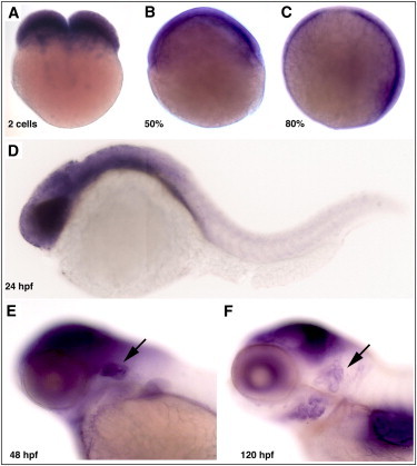 Figure 3