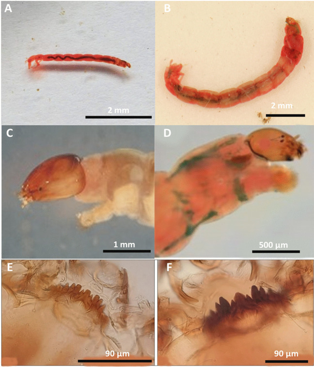 Fig. 10