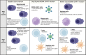 Figure 1. Schematic diagram highlighting the main findings in plasma cells, hematopoietic cell lineages, and BCMA CAR T cells between responding patients with PFS <6 months or >6 months. This figure was created with Biorender. EMT, epithelial-mesenchymal transition.