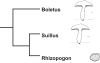 Fig. 3.