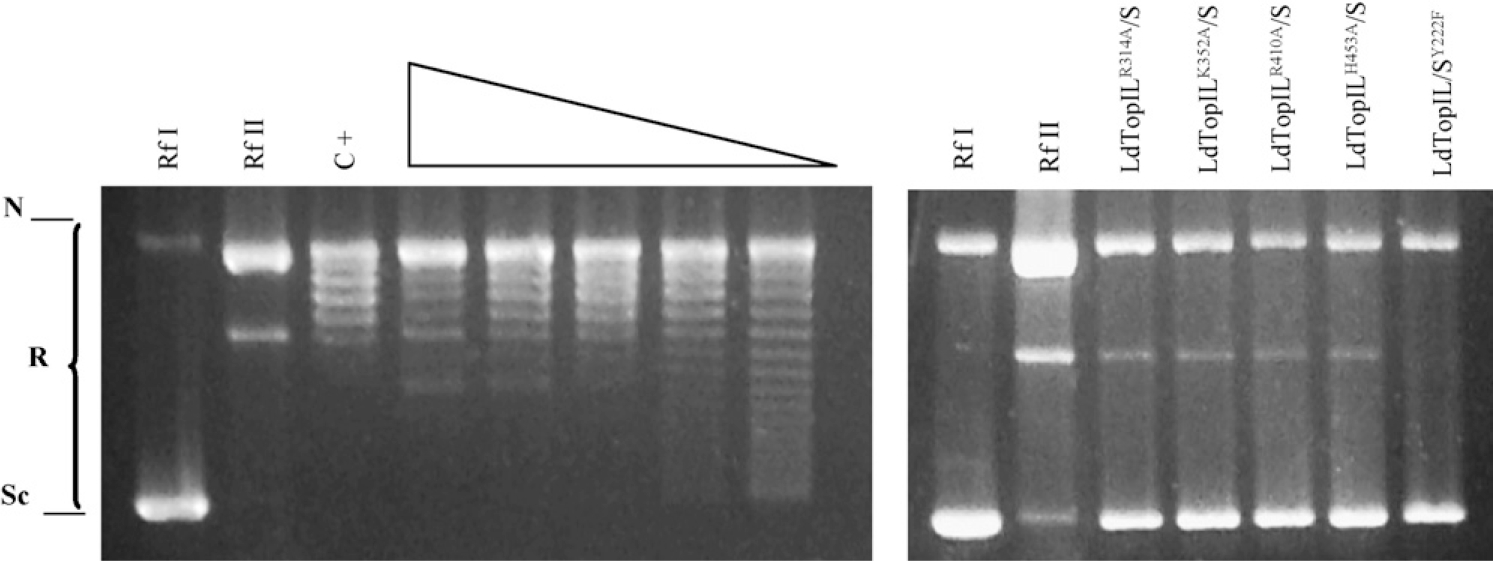 Fig. 2 –