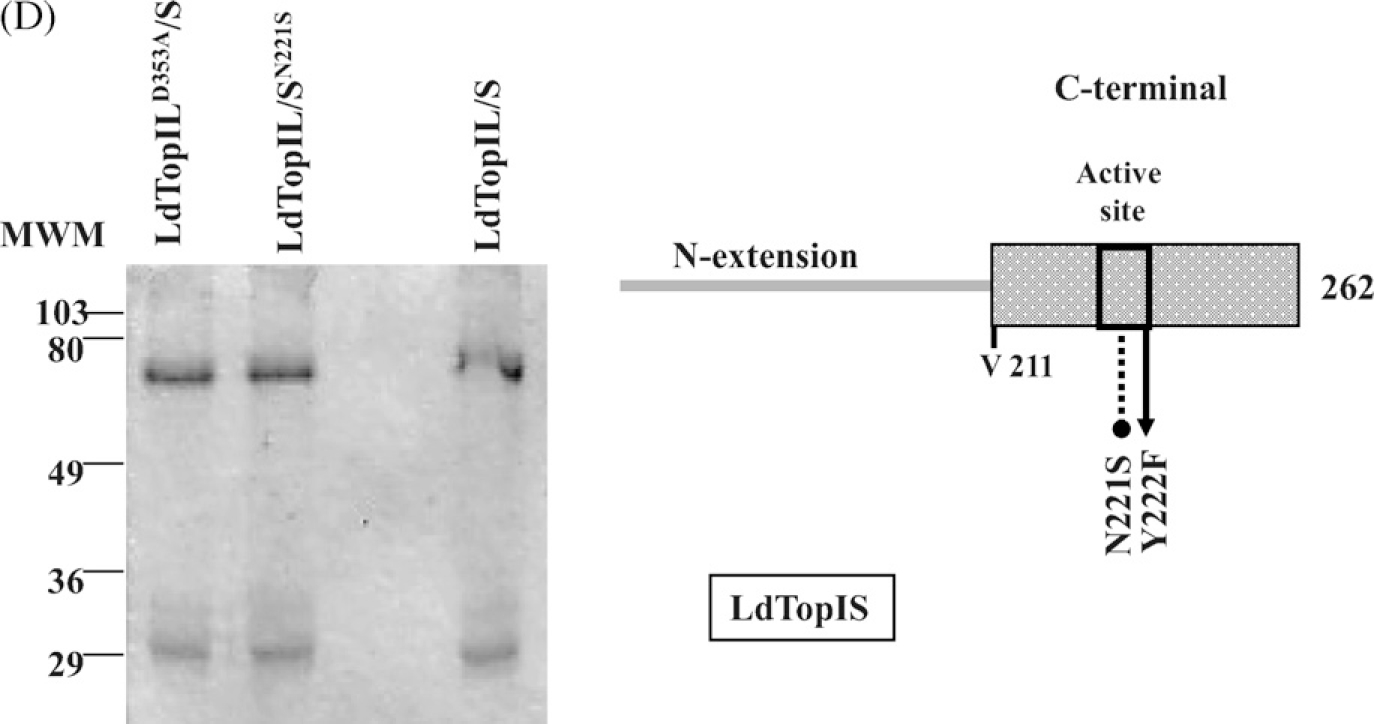 Fig. 1 –