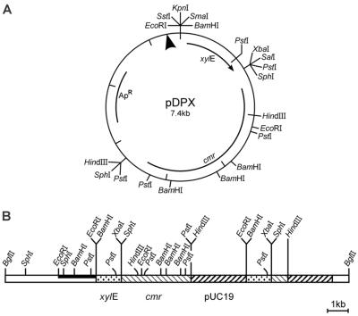 FIG. 1.