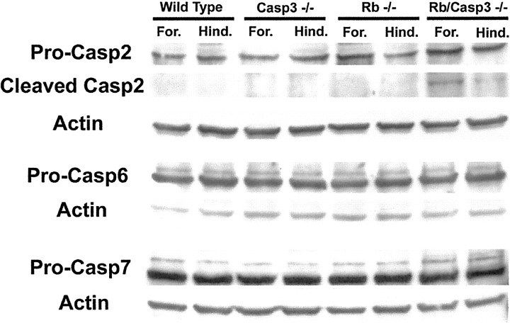 Fig. 10.