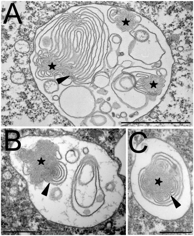 Fig 7