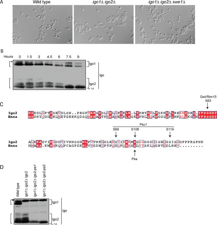 FIGURE 5.