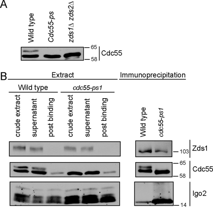 FIGURE 7.