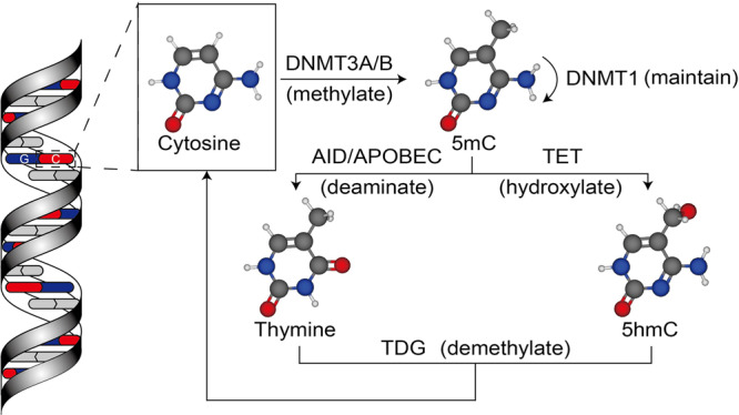 Fig. 2