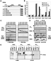 Fig 1.