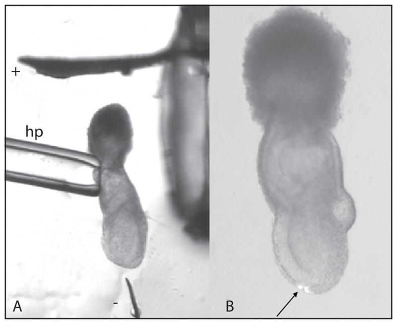 Fig. 8