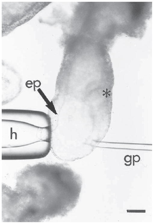 Fig. 9