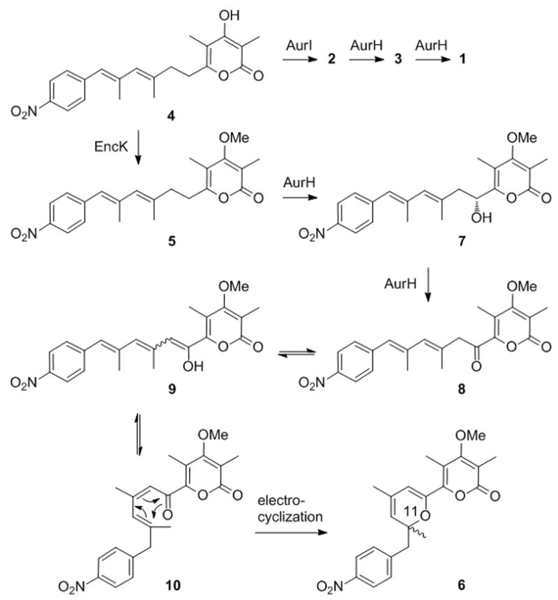 Scheme 2