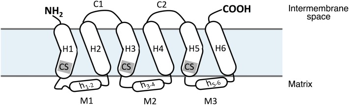 FIGURE 1