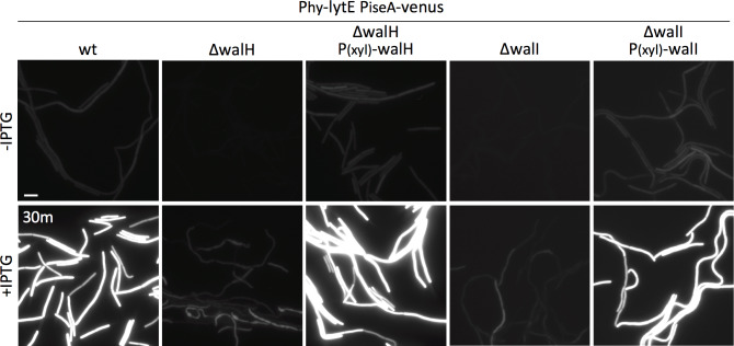 Figure 6—figure supplement 1.