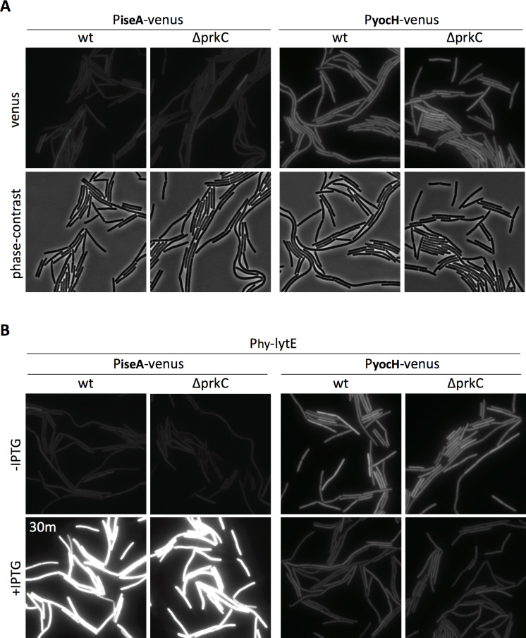 Figure 4—figure supplement 5.