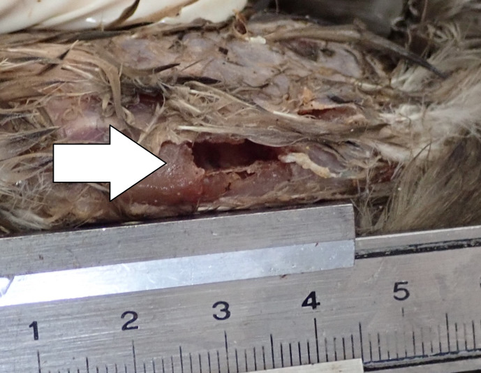 Fig. 3.