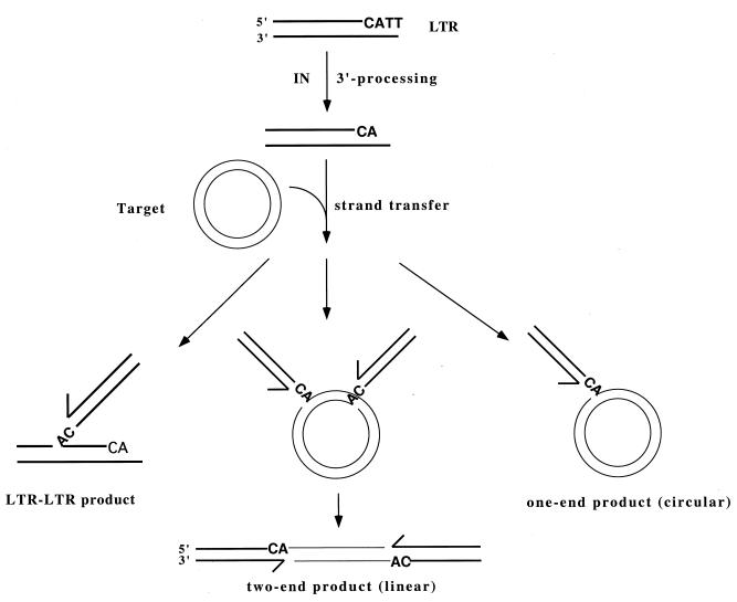 FIG. 1