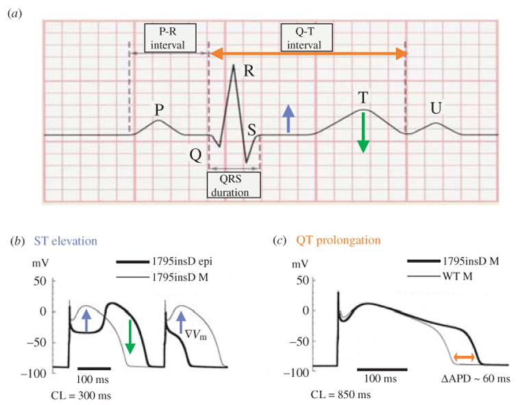 Fig. 25