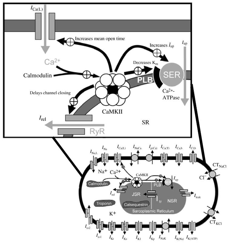 Fig. 31