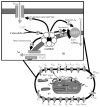 Fig. 31