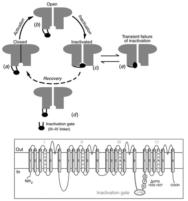 Fig. 11