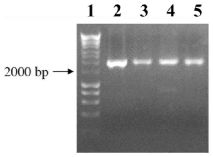 Figure 7.