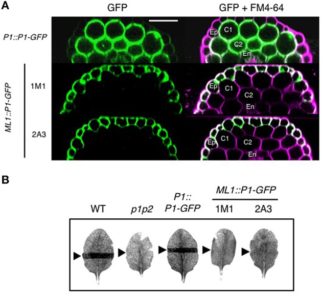 Figure 6