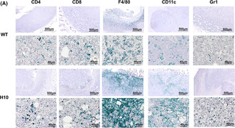 graphic file with name CAS-115-3218-g001.jpg