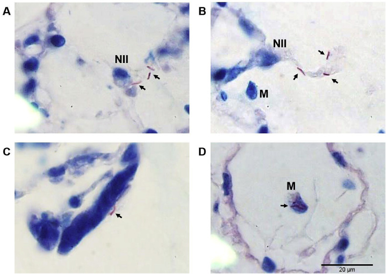 Fig. 4