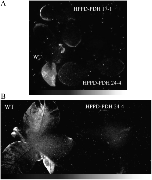 Figure 6.