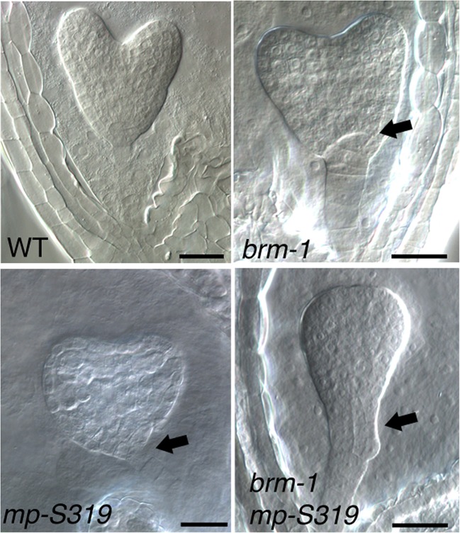 Figure 1—figure supplement 2.