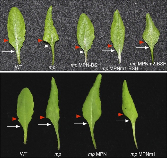 Figure 6—figure supplement 3.