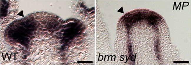 Figure 2—figure supplement 1.